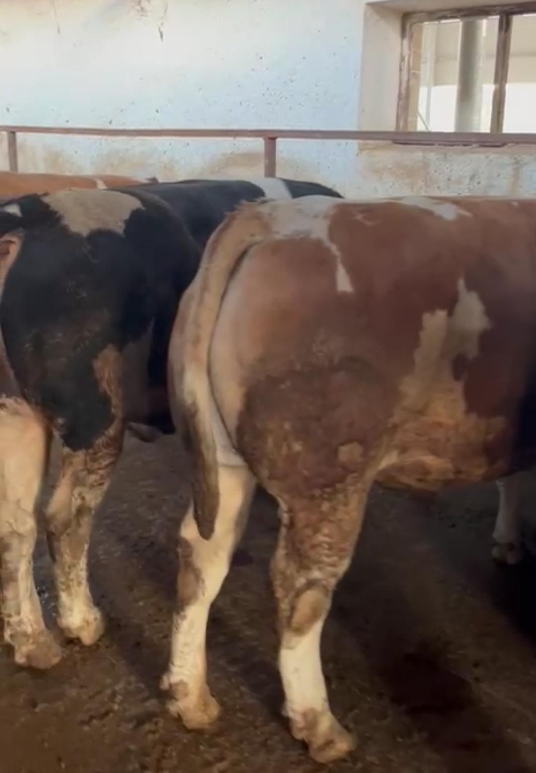 Dilara Besi Çiftliği